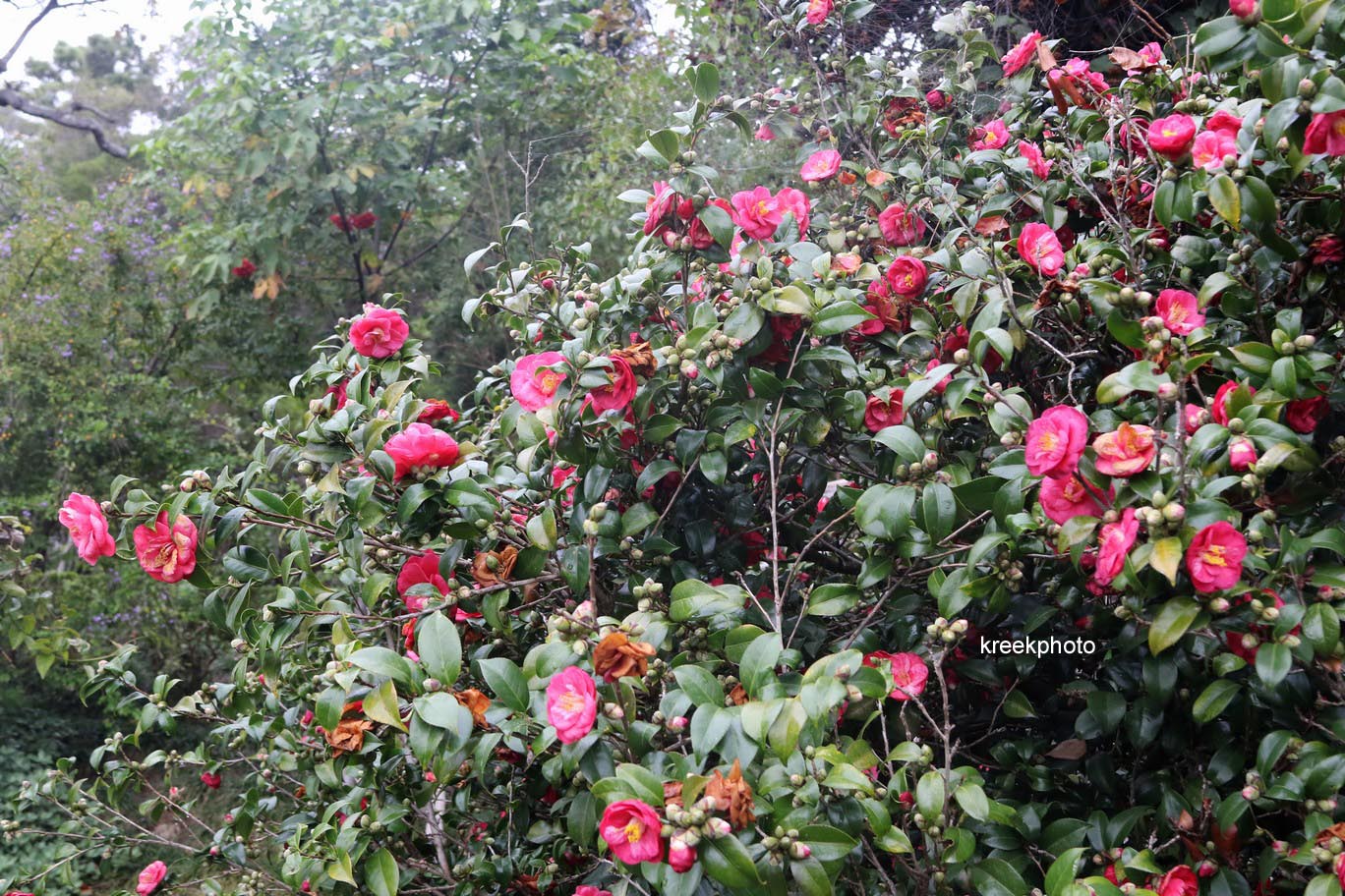 Camellia japonica