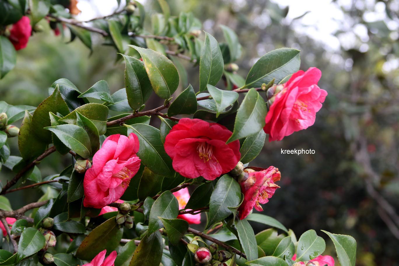 Camellia japonica