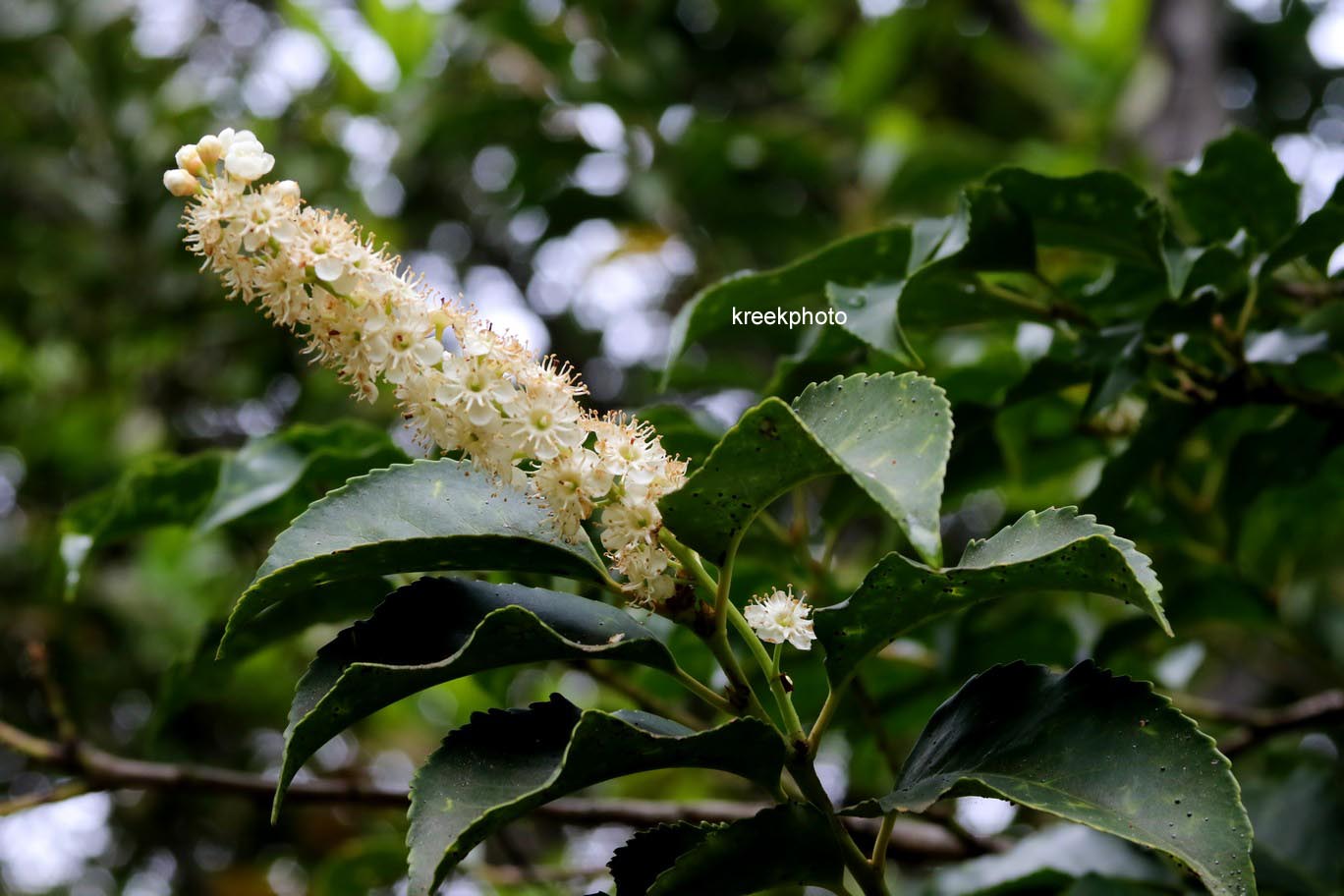 Prunus lusitanica