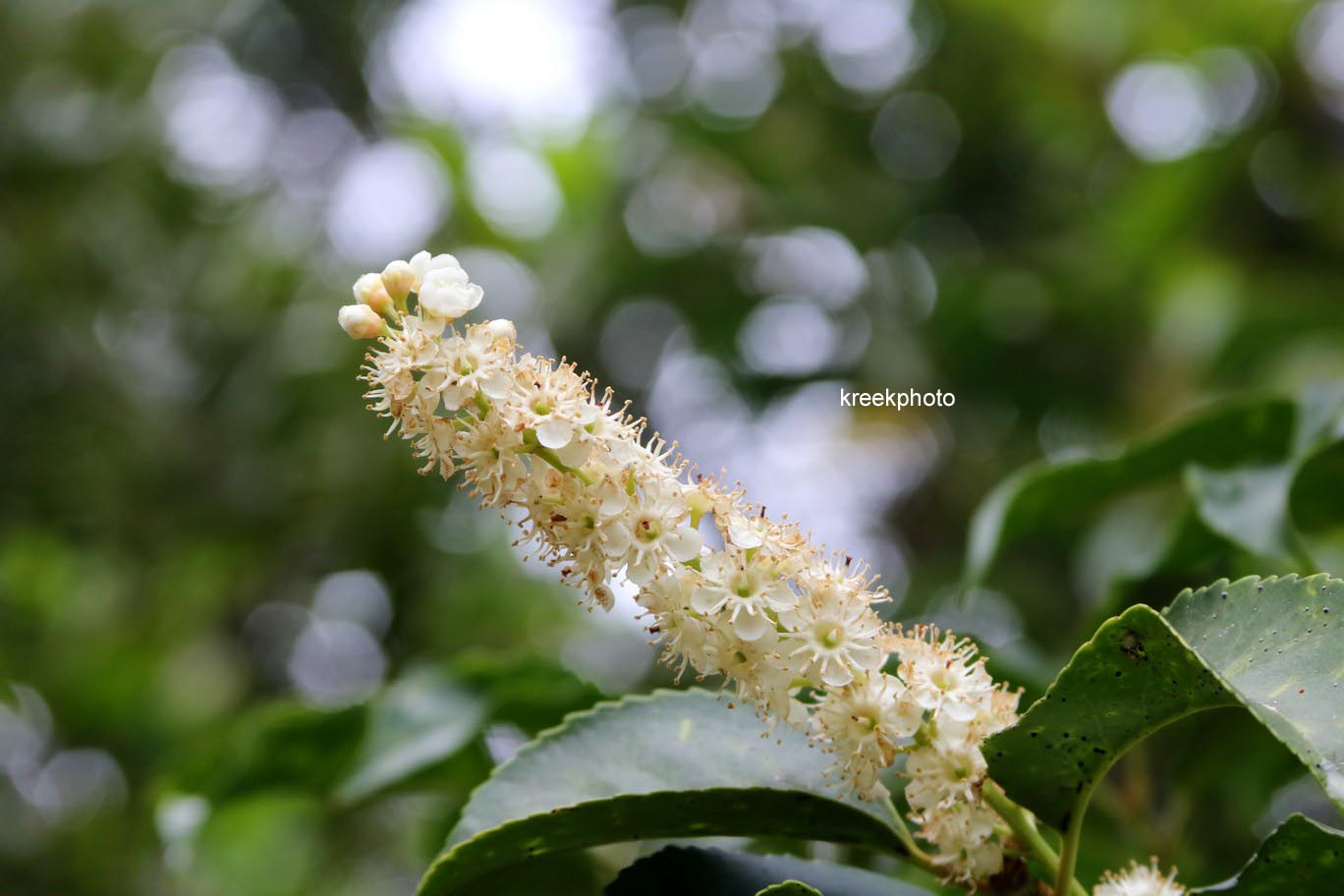 Prunus lusitanica