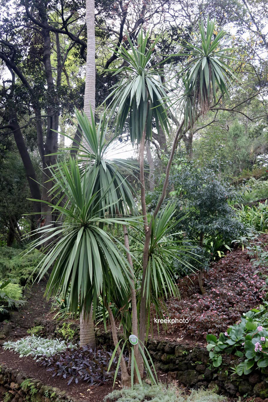 Cordyline australis