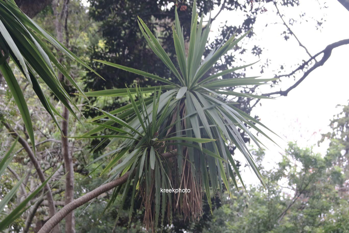 Cordyline australis