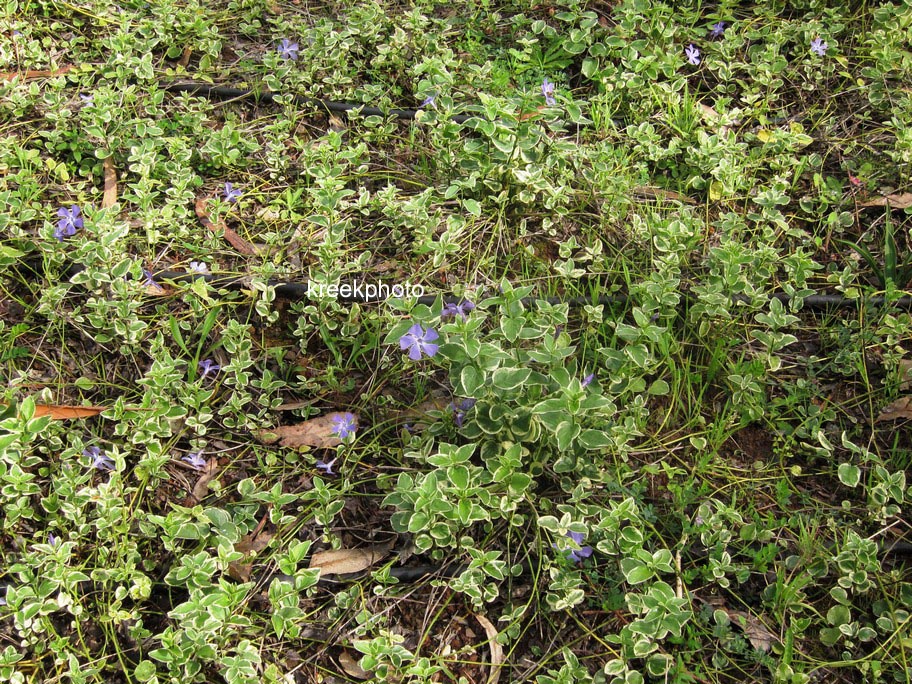 Vinca major 'Variegata'