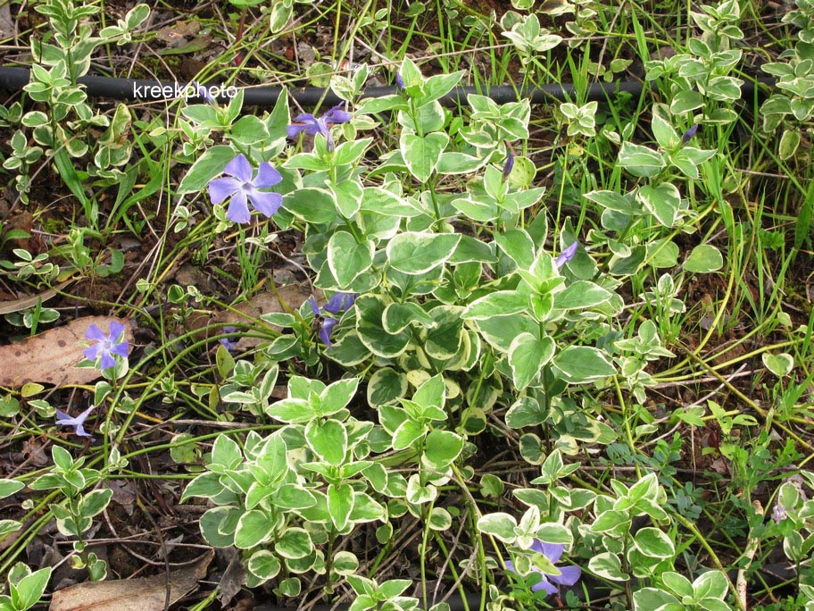 Vinca major 'Variegata'