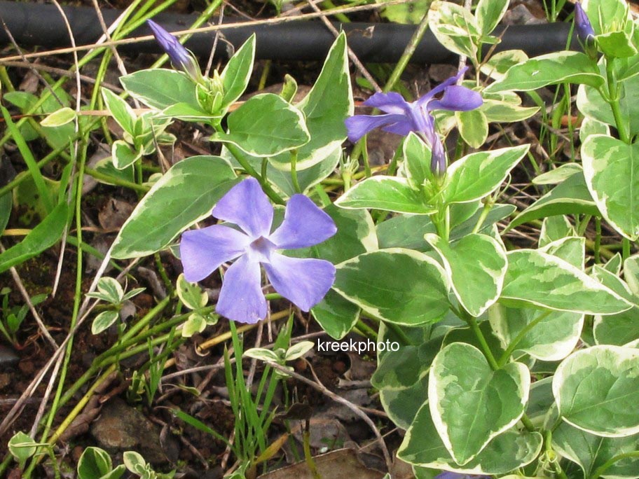 Vinca major 'Variegata'