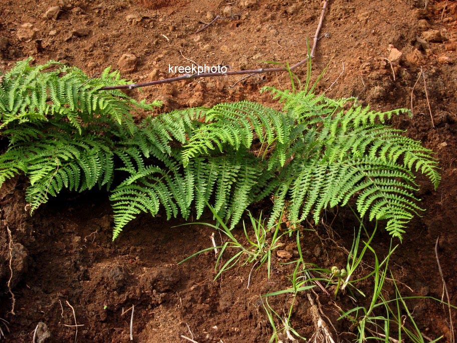 Pteridium aquilinum