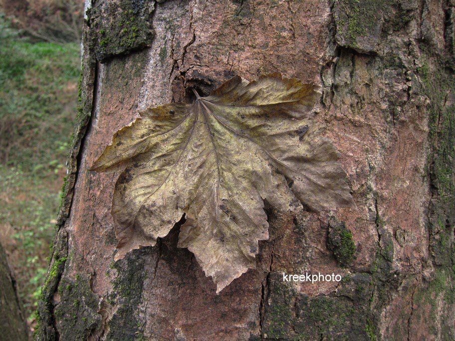 Acer pseudoplatanus