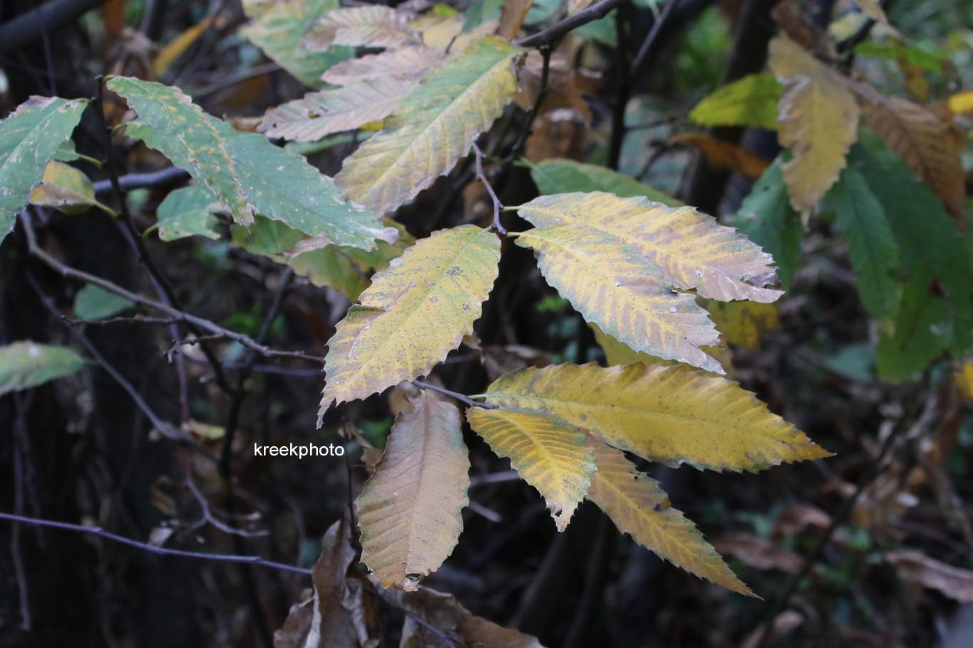 Castanea sativa