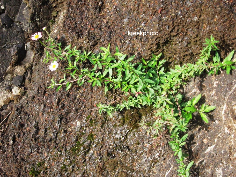 Erigeron karvinskianus