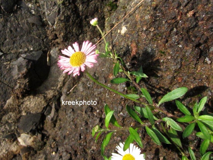 Erigeron karvinskianus