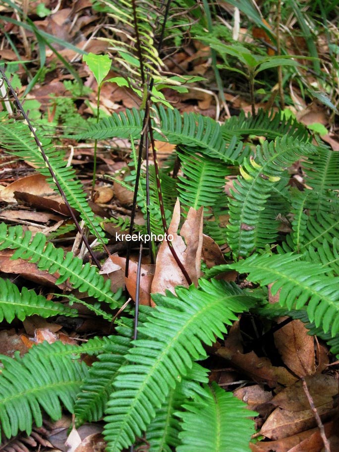 Blechnum spicant