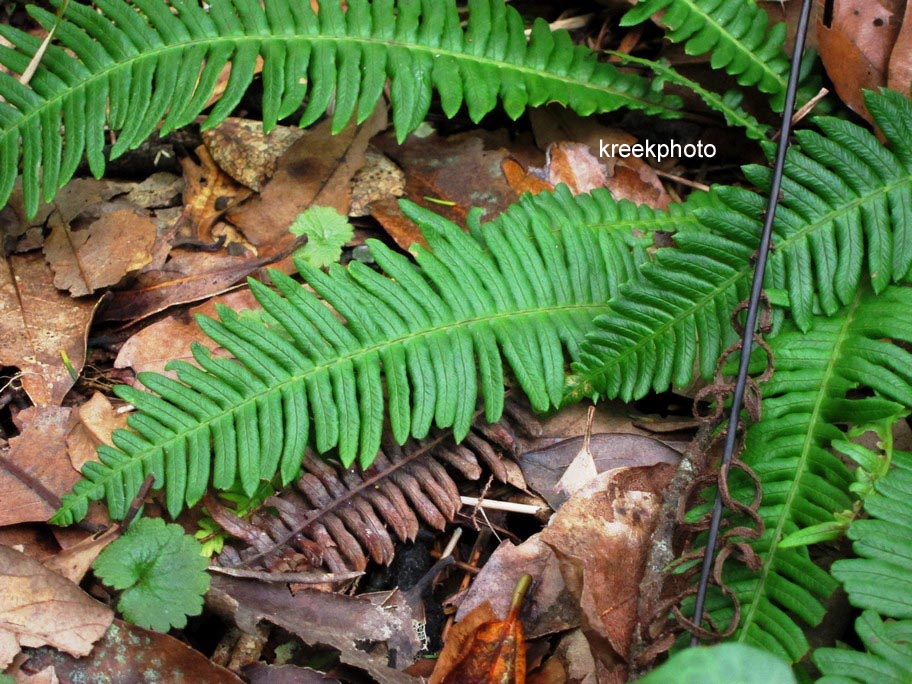 Blechnum spicant