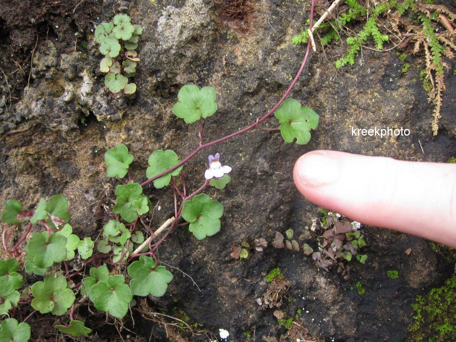 Cymbalaria muralis