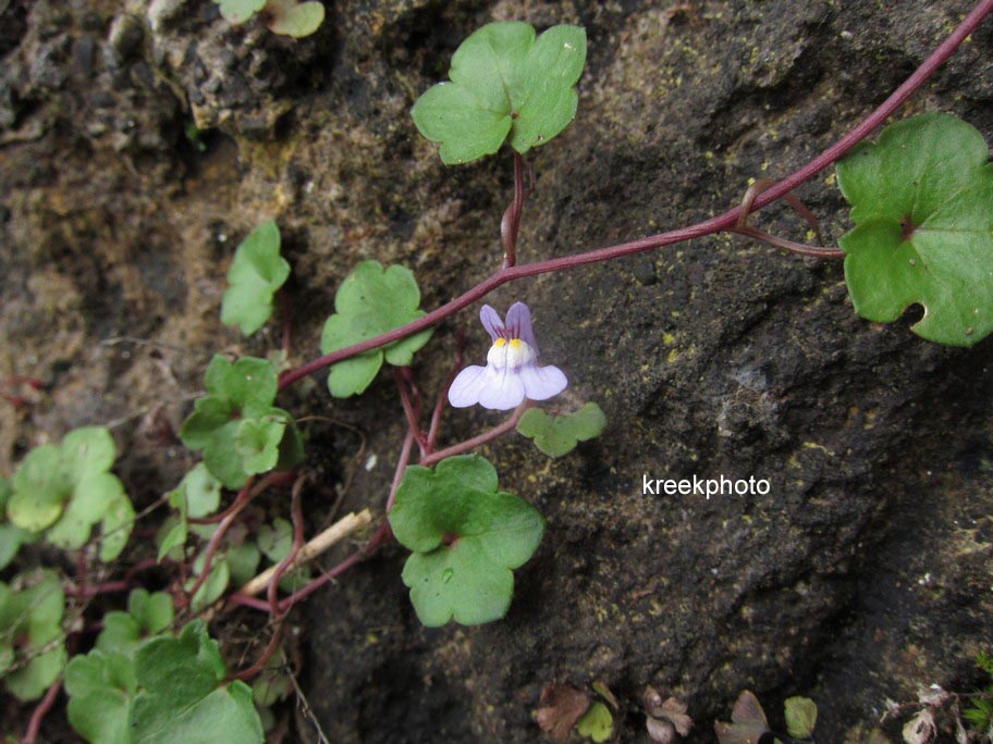 Cymbalaria muralis