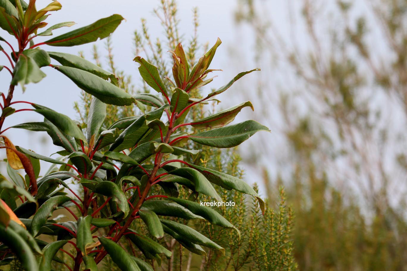 Clethra arborea