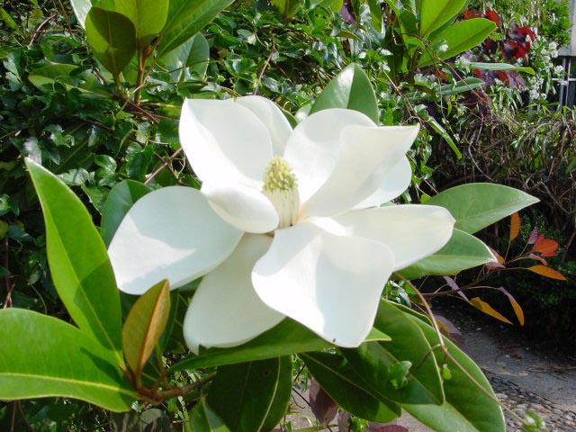 Magnolia grandiflora 'Exmouth'