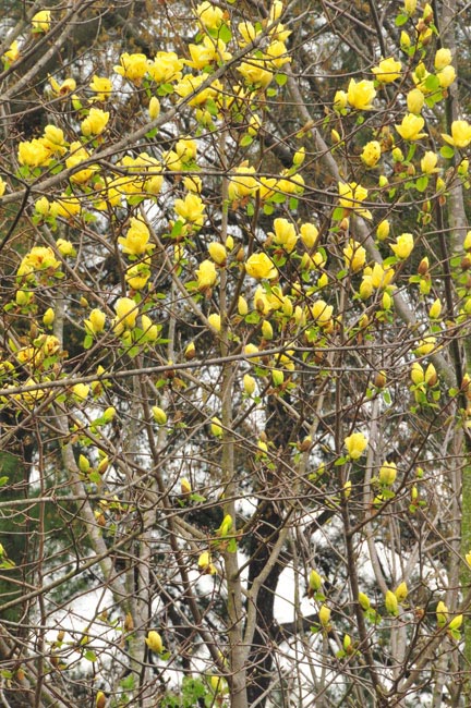 Magnolia 'Lois'