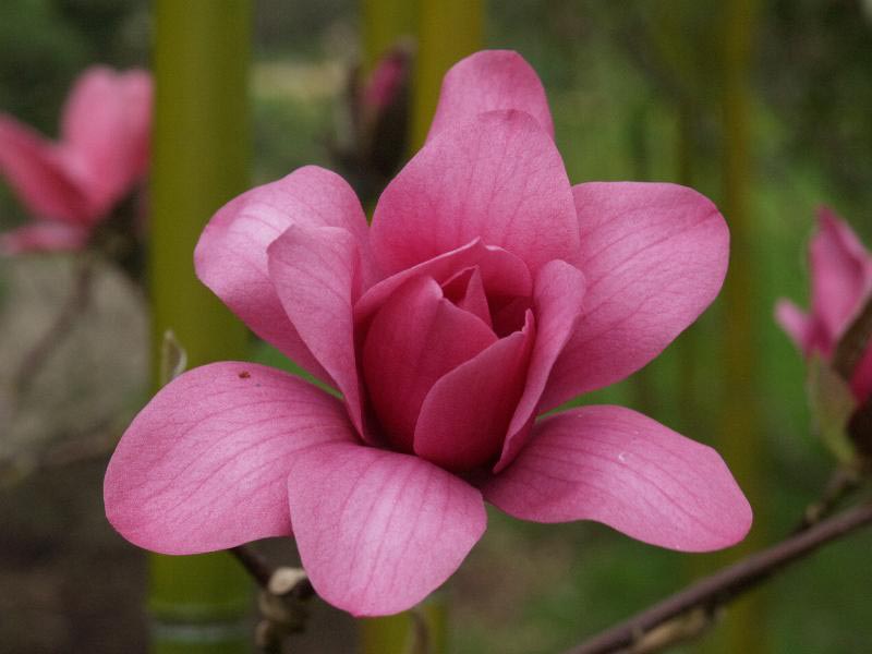 Magnolia 'Vulcan'