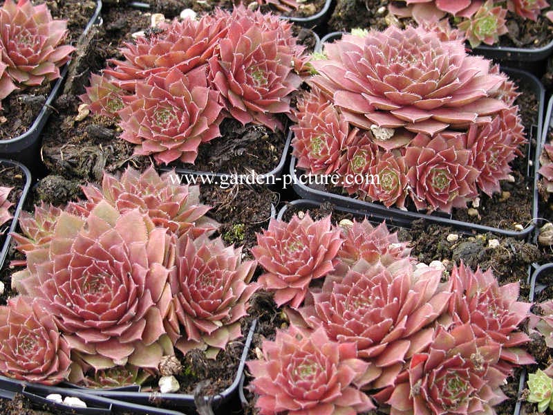 Sempervivum 'Rubin'