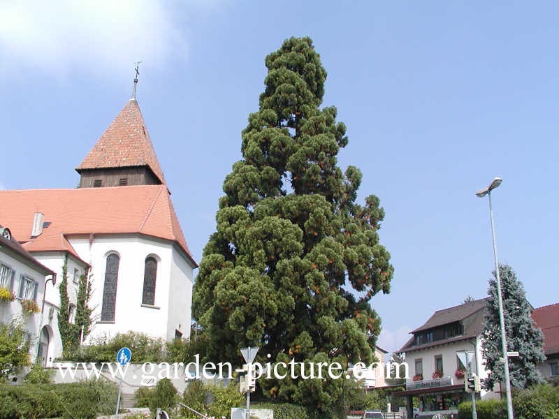 Sequoiadendron giganteum