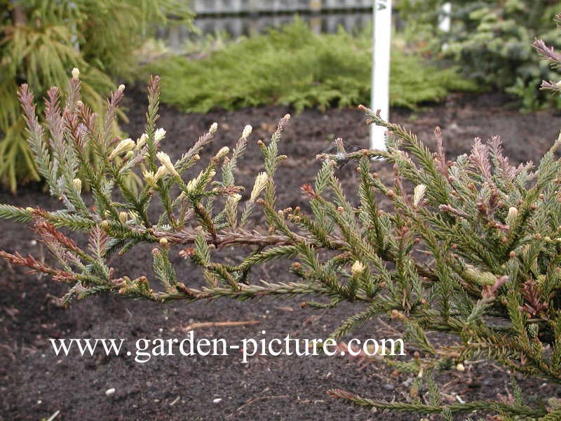 Sequoia sempervirens 'Adpressa'