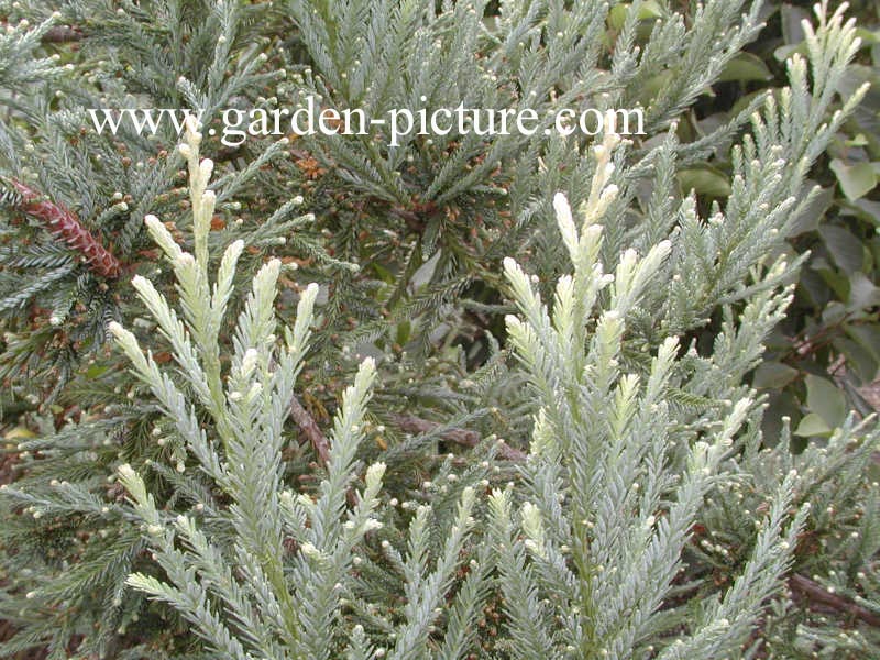 Sequoia sempervirens 'Adpressa'