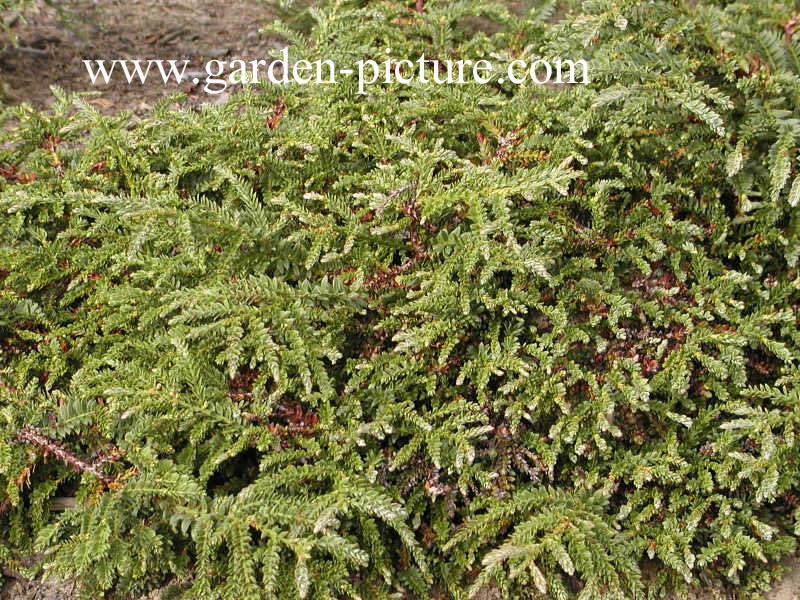 Sequoia sempervirens 'Prostrata'