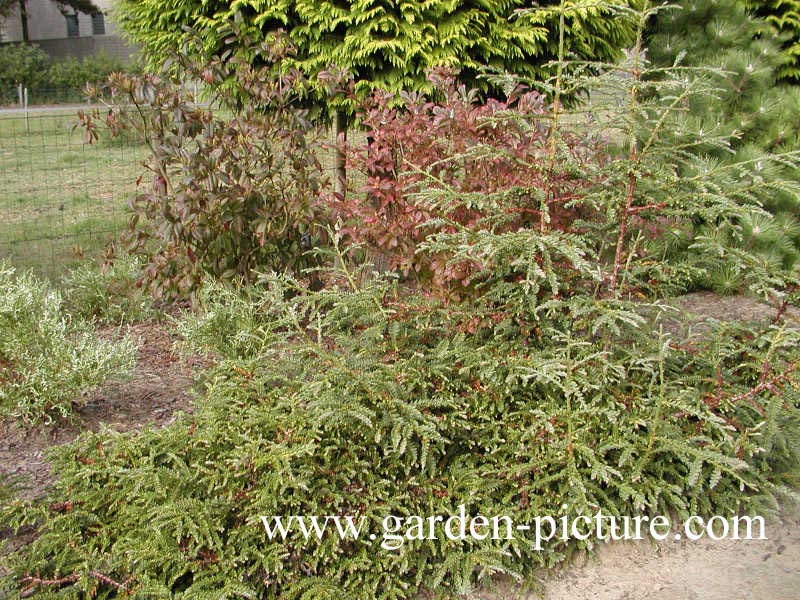 Sequoia sempervirens 'Prostrata'