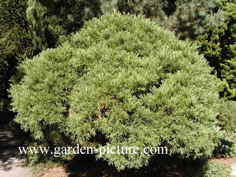 Sequoiadendron giganteum 'Compactum'