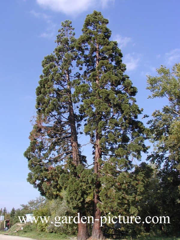 Sequoiadendron giganteum