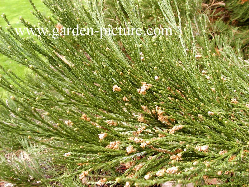 Sequoiadendron giganteum