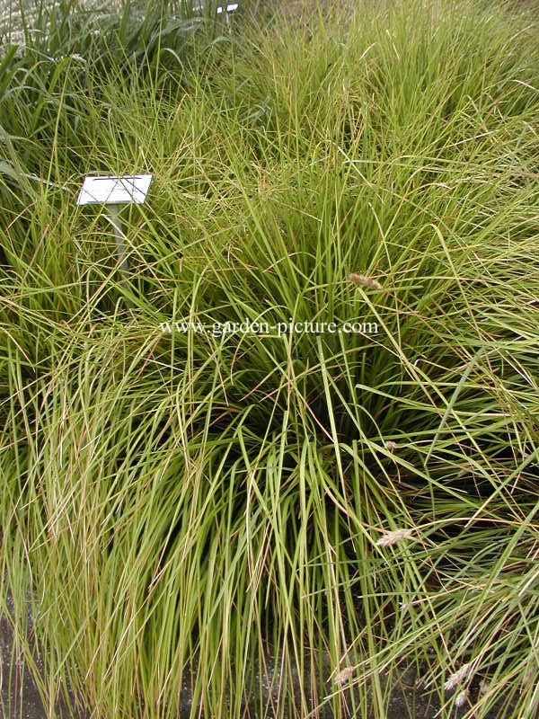 Sesleria autumnalis