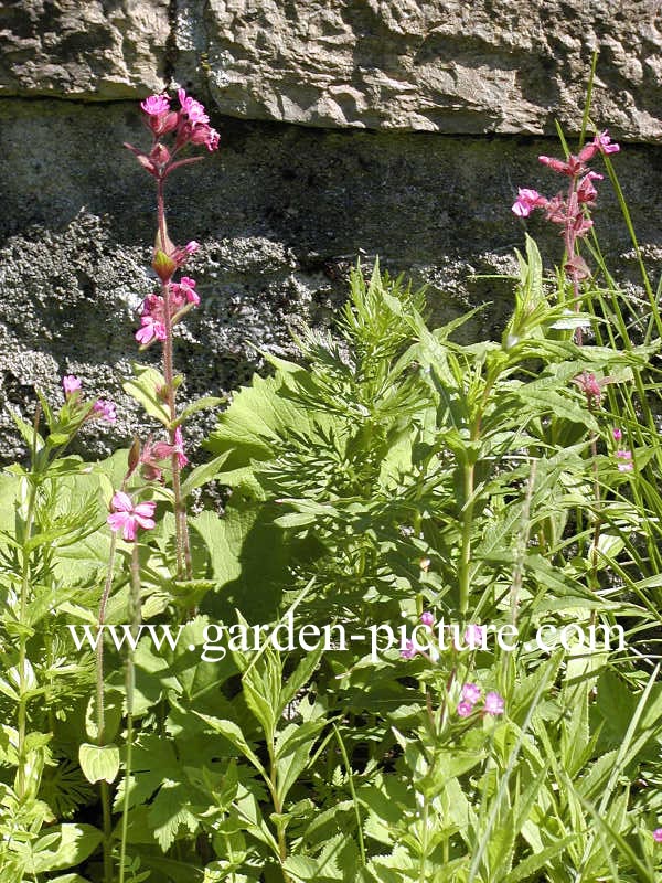 Silene dioica