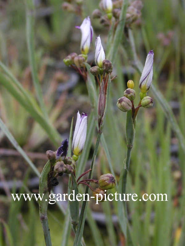 Sisyrinchium angustifolium