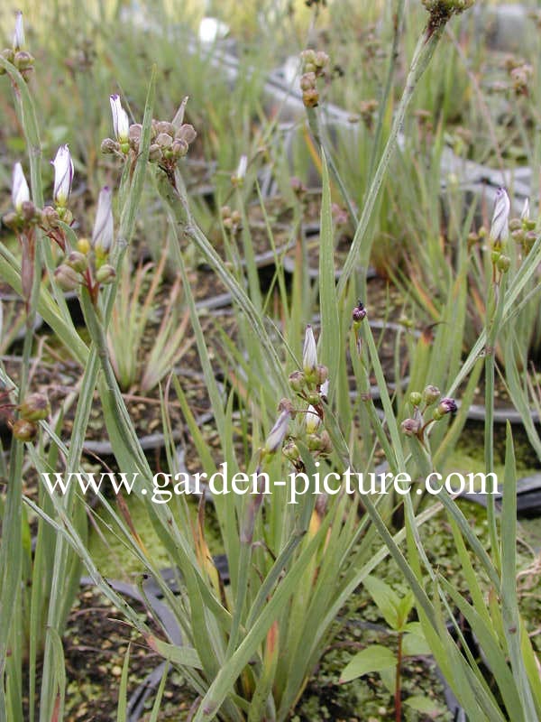 Sisyrinchium angustifolium