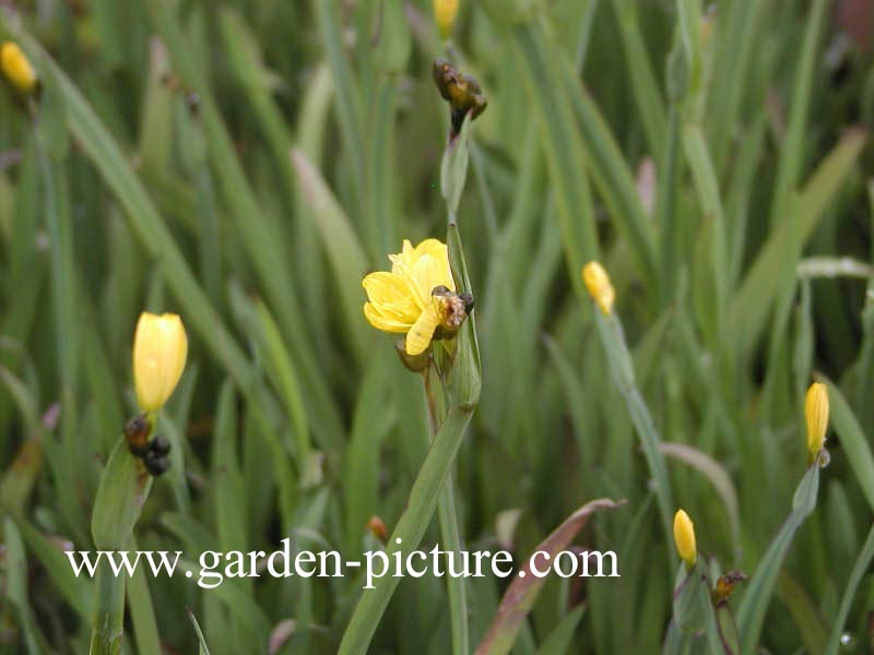 Sisyrinchium californicum