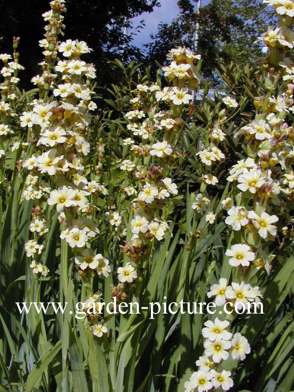 Sisyrinchium striatum