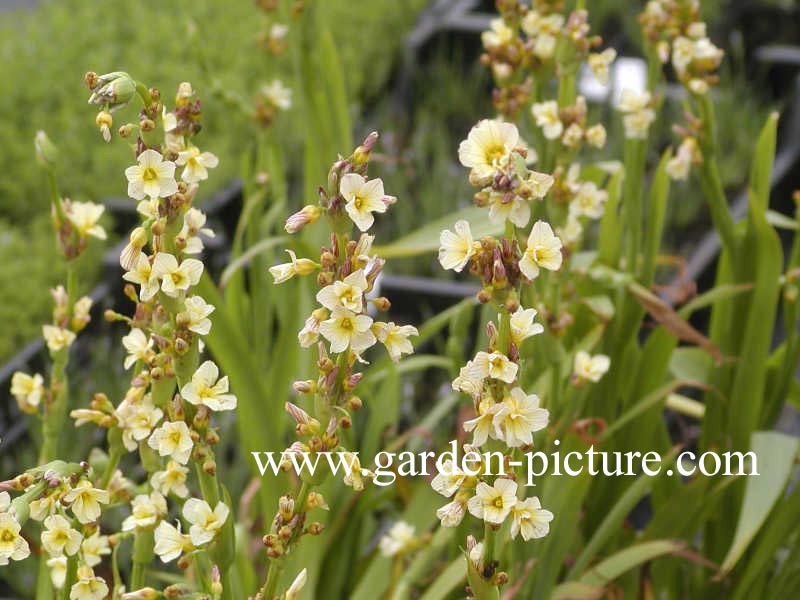 Sisyrinchium striatum