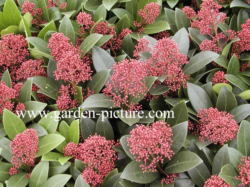 Skimmia japonica 'Rubella'