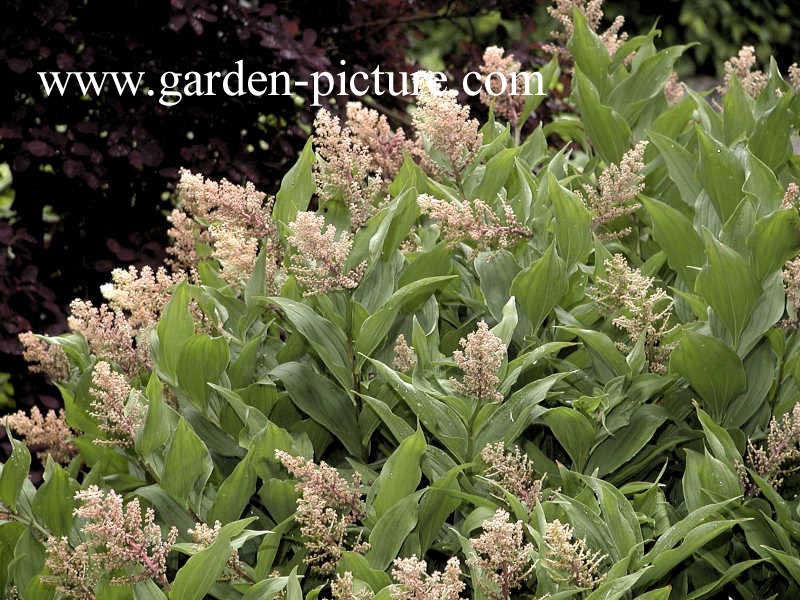Smilacina racemosa