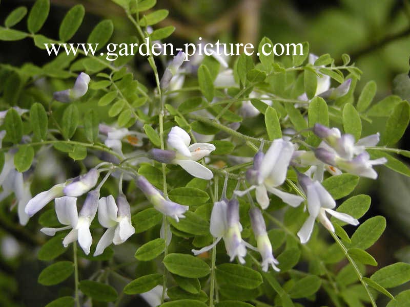 Sophora davidii