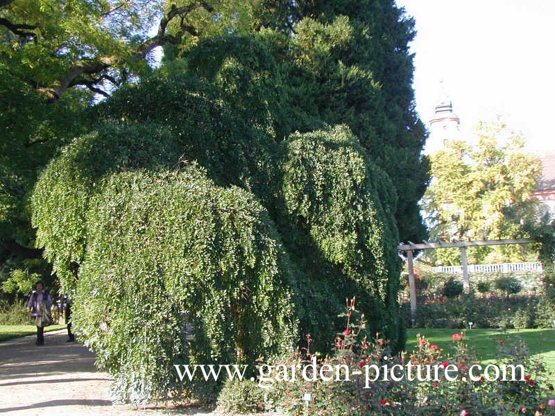 Styphnolobium japonicum 'Pendula'