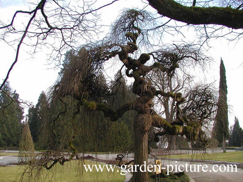 Styphnolobium japonicum 'Pendula'