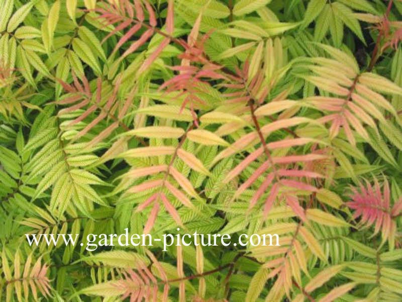 Sorbaria sorbifolia 'Sem'