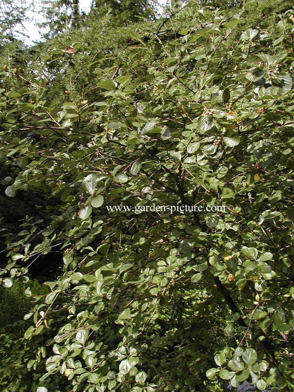 Sorbus graeca