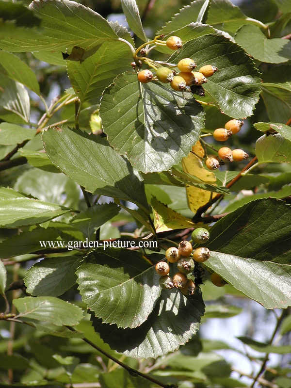 Sorbus graeca