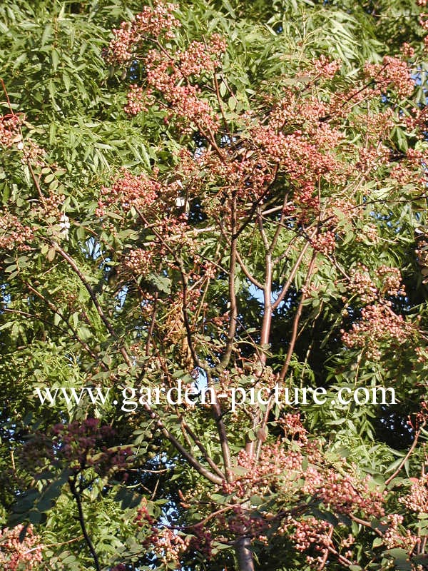 Sorbus hupehensis