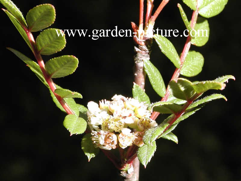 Sorbus reducta