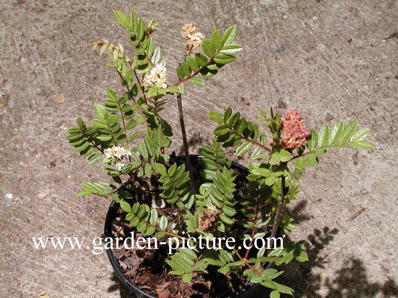 Sorbus reducta