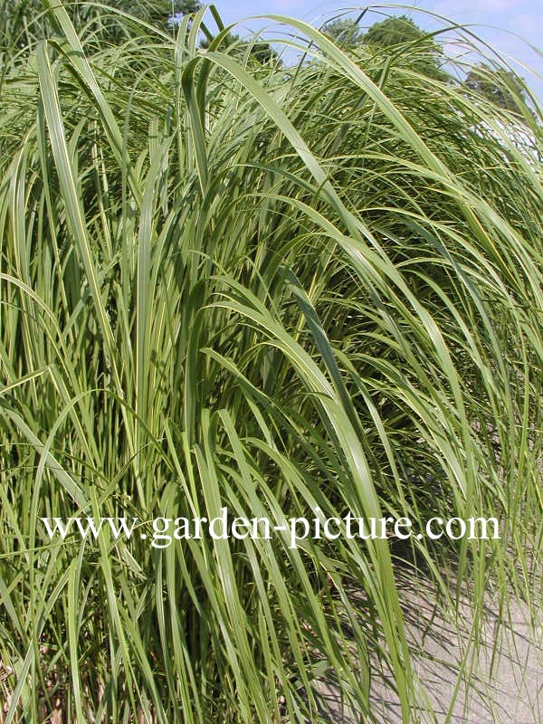 Spartina pectinata 'Aureomarginata'